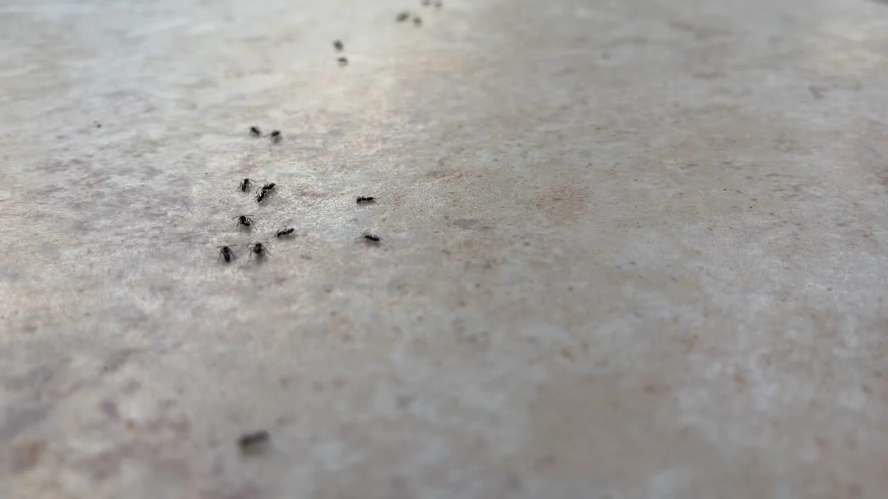 Ants on a paved surface — Keep Safe Pest Solutions